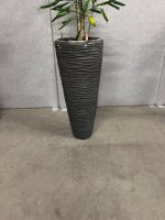 Natural plant with pot – H220 cm, ST04375 - Image 3