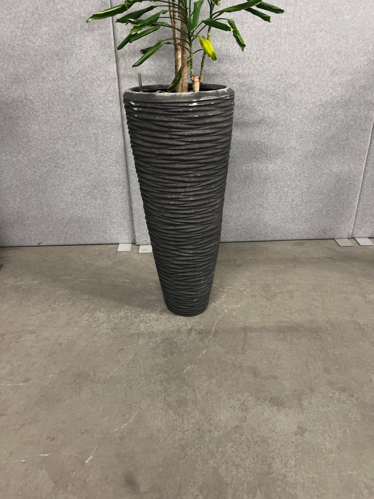 Natural plant with pot – H220 cm, ST04375 - Image 3