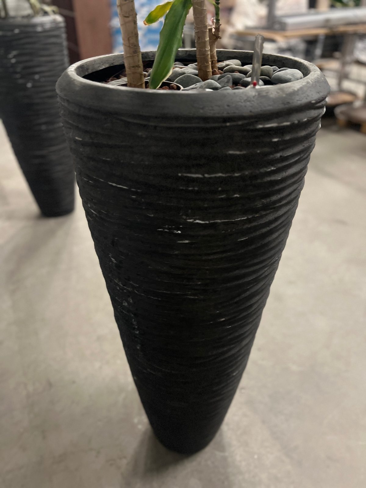 Natural plant with pot – H220 cm, ST04375 - Image 5