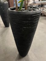 Natural plant with pot – H220 cm, ST04375 - Image 5