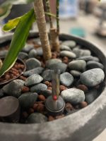 Natural plant with pot – H220 cm, ST04375 - Image 4