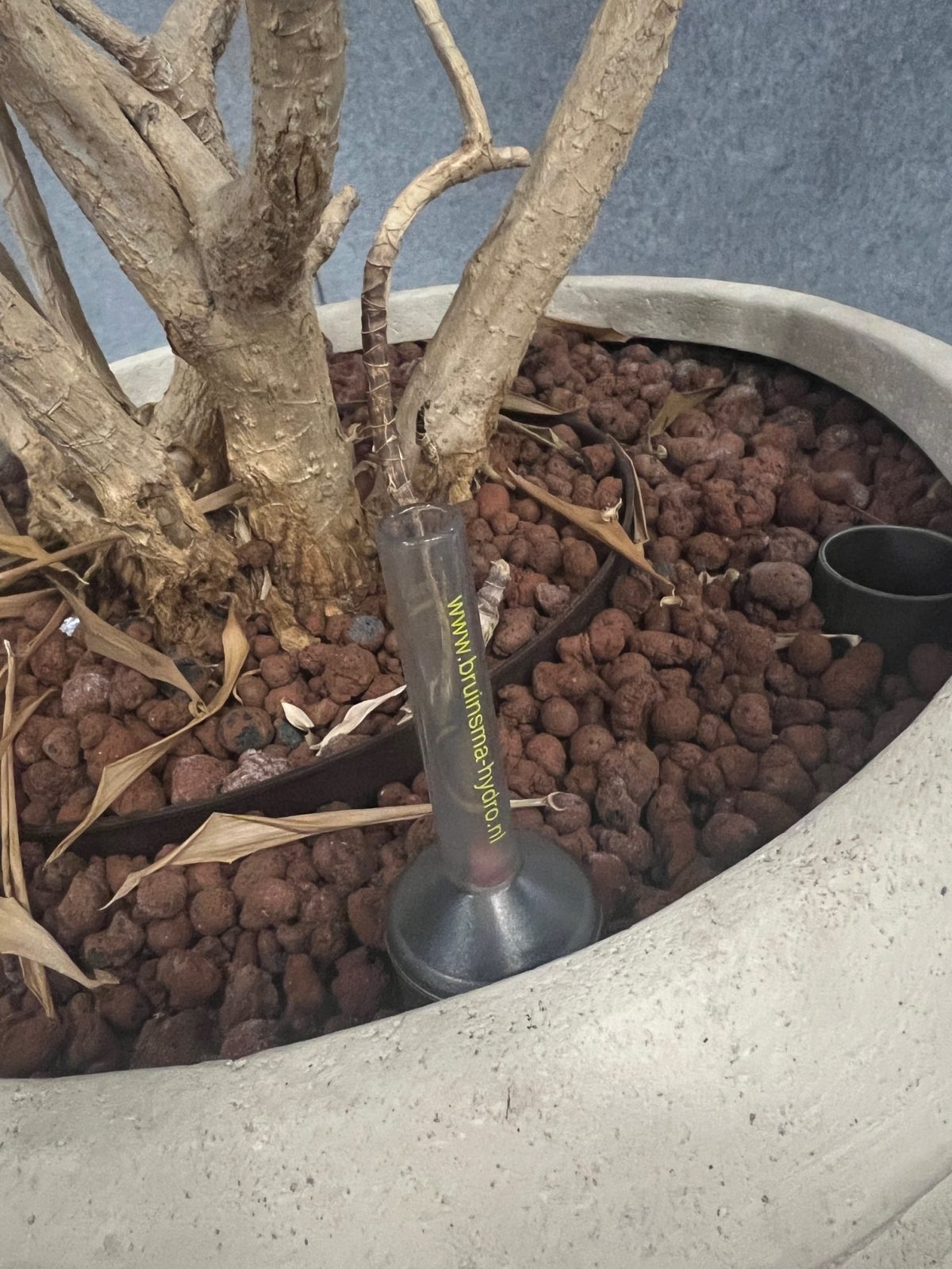 Natural plant with pot – H240 cm, ST04377 - Image 5