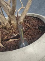 Natural plant with pot – H240 cm, ST04377 - Image 5