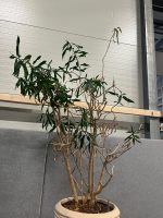 Natural plant with pot – H240 cm, ST04377 - Image 2