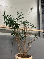 Natural plant with pot – H240 cm, ST04377 - Image 2
