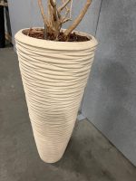 Natural plant with pot – H240 cm, ST04377 - Image 6
