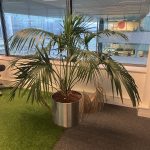 Natural plant with pot – H150 cm, ST04466