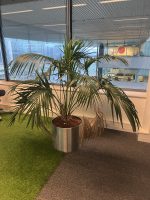 Natural plant with pot – H150 cm, ST04466