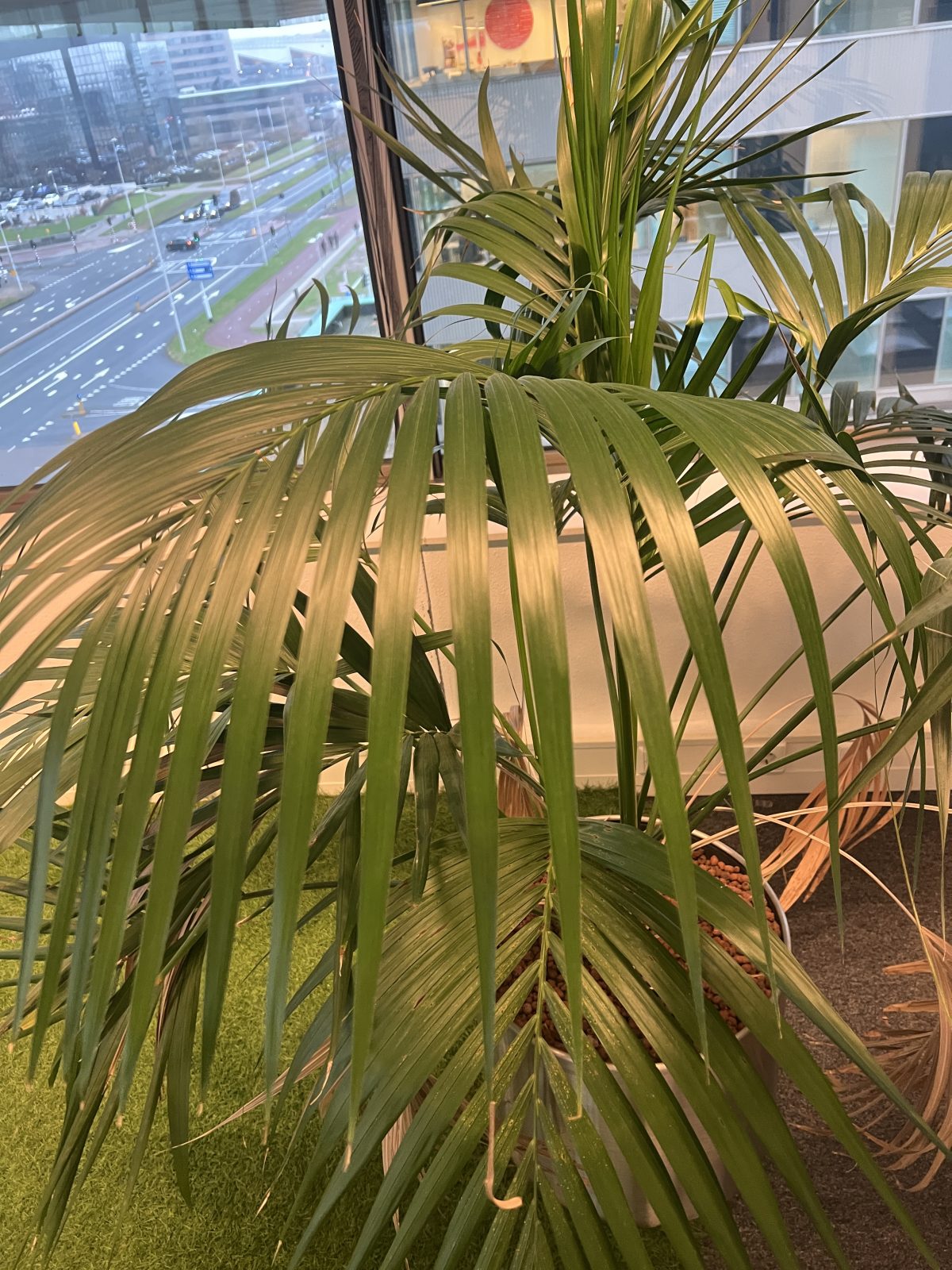 Natural plant with pot – H150 cm, ST04466 - Image 3