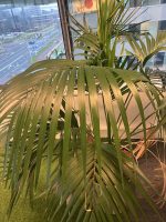 Natural plant with pot – H150 cm, ST04466 - Image 3