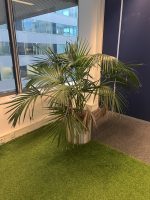 Natural plant with pot – H150 cm, ST04466 - Image 2