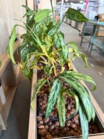 Flower box with natural plant - 168x23xH110 cm, ST04599 - Image 5