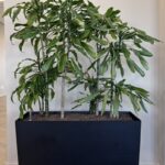 Natural office plant 90x42xH65-167, ST04871