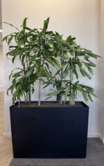 Natural office plant 90x42xH65-167, ST04871