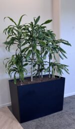 Natural office plant 90x42xH65-167, ST04871 - Image 2