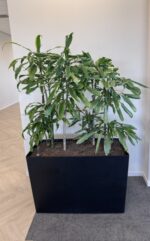 Natural office plant 90x42xH65-167, ST04871 - Image 3