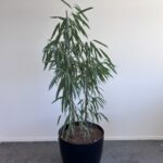 Natural plant - 51x51xH50-180cm, ST04872