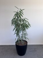 Natural plant - 51x51xH50-180cm, ST04872