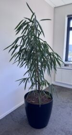 Natural plant - 51x51xH50-180cm, ST04872 - Image 2