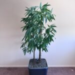 Natural plant, ST51x51x47-190 cm, ST04873