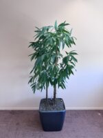 Natural plant, ST51x51x47-190 cm, ST04873