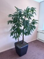 Natural plant, ST51x51x47-190 cm, ST04873 - Image 2