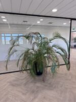 Natural plant, ST04874