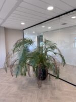 Natural plant, ST04874 - Image 2