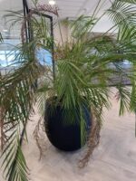 Natural plant, ST04874 - Image 3