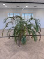 Natural plant, ST04874 - Image 4